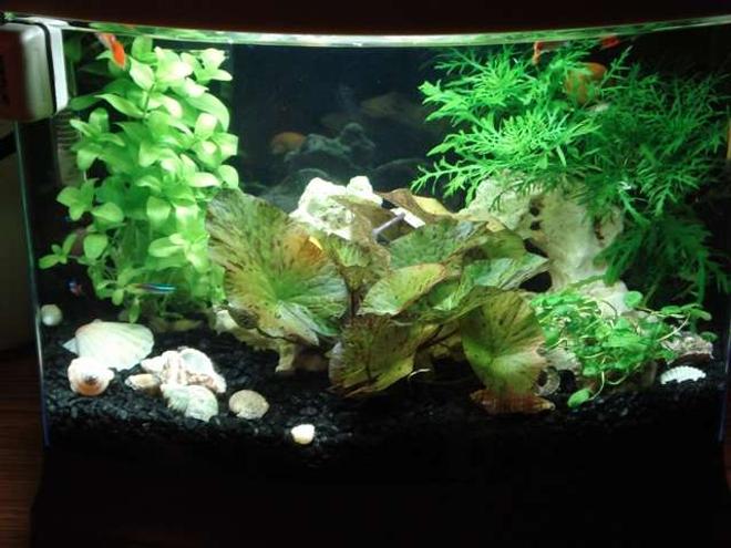 5 gallons planted tank (mostly live plants and fish) - My small 5 gallon Bow front with live plants. My start into the live plant world.