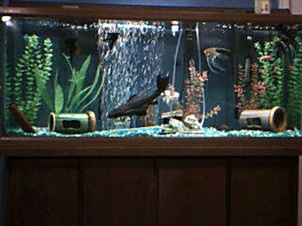 55 gallons freshwater fish tank (mostly fish and non-living decorations) - 55g with 6 angles 4 sucker fish one 13inches the other 3 are 2in 2 bards and 1 mystery snail ( smaller suckers will sadly be leaving soon getting to big)