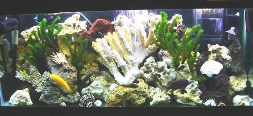 Rated #72: 55 Gallons Freshwater Fish Tank - 55/gl fresh