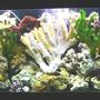 55 gallons freshwater fish tank (mostly fish and non-living decorations) - 55/gl fresh