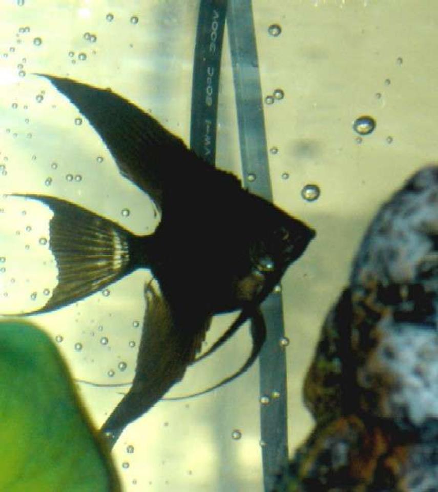 Rated #2189: Freshwater Fish - Pterophyllum Sp. - Black Veil Angel Stocking In 60 Gallons Tank - One of my baby angelfish =)