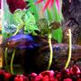 freshwater fish - betta splendens - betta - female stocking in 60 gallons tank - Female betta