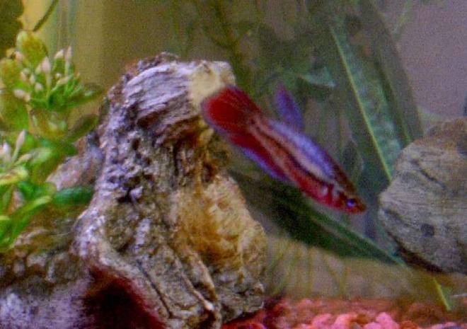 freshwater fish - betta splendens - betta - female stocking in 60 gallons tank - Female betta