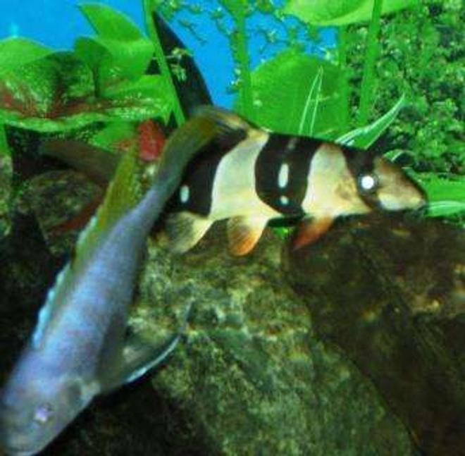 freshwater fish - botia macracantha - clown loach stocking in 90 gallons tank - my clown loach... look at the white strip