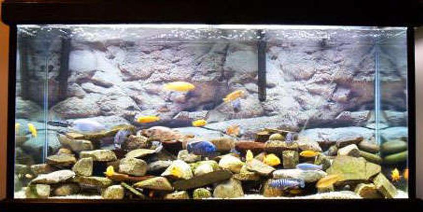 Rated #46: 55 Gallons Freshwater Fish Tank - j