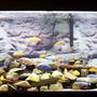 55 gallons freshwater fish tank (mostly fish and non-living decorations) - j