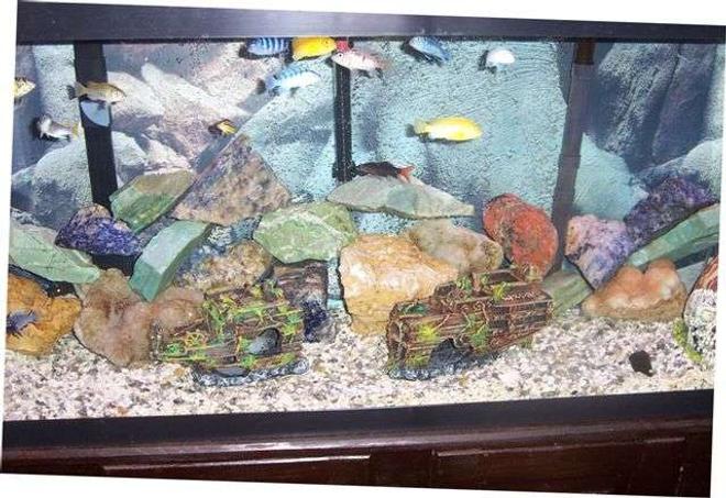 55 gallons freshwater fish tank (mostly fish and non-living decorations) - tank front view
