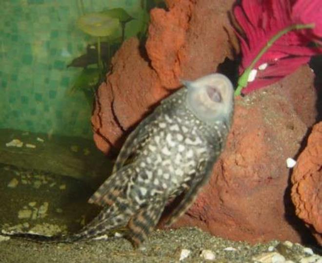 freshwater fish - glyptoperichthys gibbiceps - sailfin pleco (l-83) stocking in 90 gallons tank - Oscar our pleco busy at work.