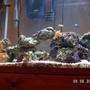 37 gallons saltwater fish tank (mostly fish, little/no live coral) - na
