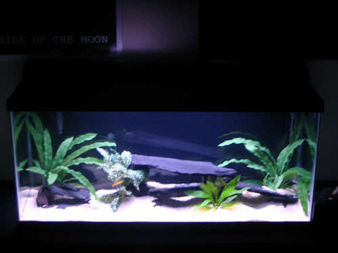 30 gallons freshwater fish tank (mostly fish and non-living decorations) - Whole tank