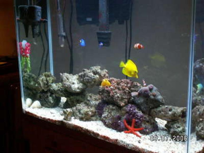 Rated #44: 37 Gallons Saltwater Fish Tank - NA