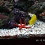 corals inverts - echinaster sp. - orange sea star stocking in 37 gallons tank - star fish, yellow tang, and pair clownfish