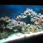 90 gallons reef tank (mostly live coral and fish) - 90 gal reef, 6 months old on a college students salary