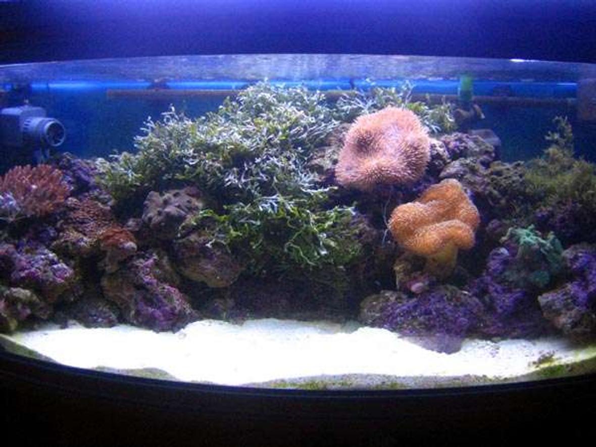 80 gallons reef tank (mostly live coral and fish) - must recent how of the tank !!