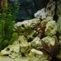 38 gallons freshwater fish tank (mostly fish and non-living decorations) - Malawi Cichlid Tank