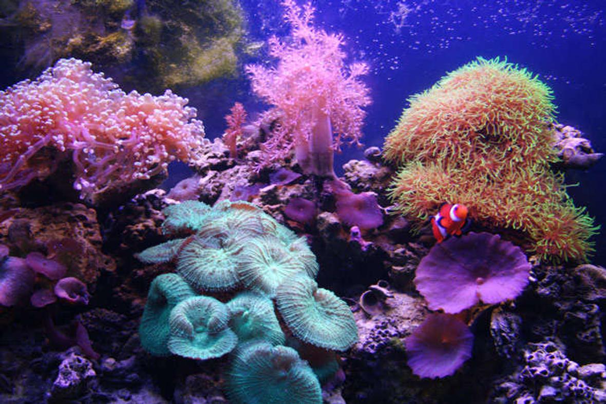 26 gallons reef tank (mostly live coral and fish) - 26 gallon Oceanic Bowfront 3x75w VHO (2 URI Actinic, 1 URI AquaSun) CPR BakPak Protein Skimmer MaxiJet 1200 (circulation pump) 2 yrs. old