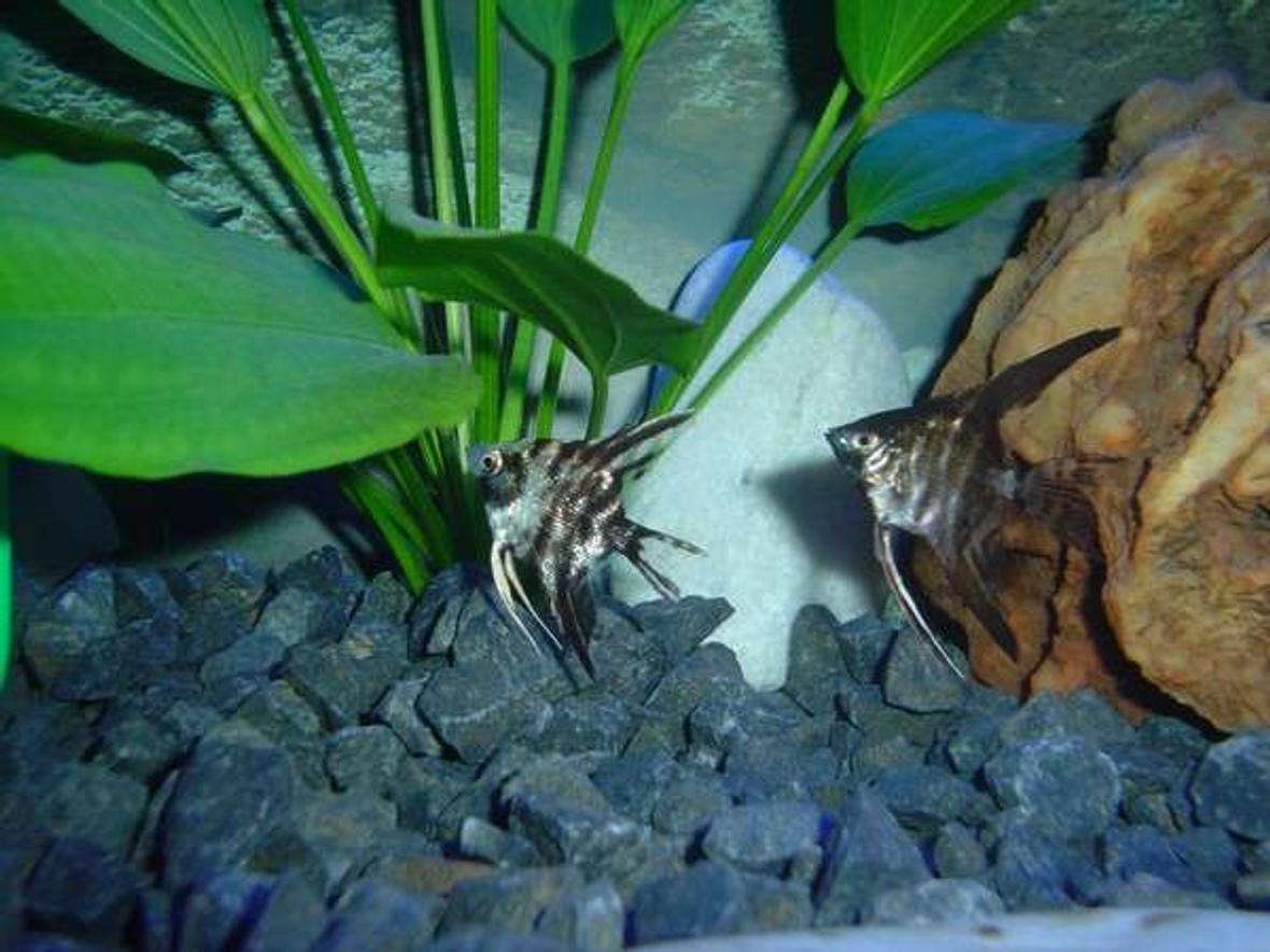 freshwater fish - pterophyllum altum - altum angel- true wild strain stocking in 25 gallons tank - My two angels