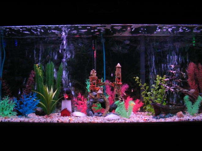 55 gallons freshwater fish tank (mostly fish and non-living decorations) - clear vew