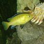 freshwater fish - labidochromis caeruleus - electric yellow cichlid stocking in 55 gallons tank - yellow lab