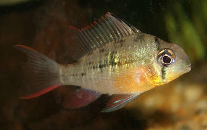 Rated #47: Freshwater Fish - Microgeophagus Altispinosa - Bolivian Ram - bolivian ram