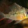 freshwater fish - microgeophagus altispinosa - bolivian ram - bolivian ram