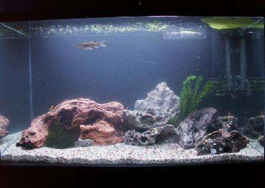 Rated #225: 30 Gallons Freshwater Fish Tank - my new 30 gallon