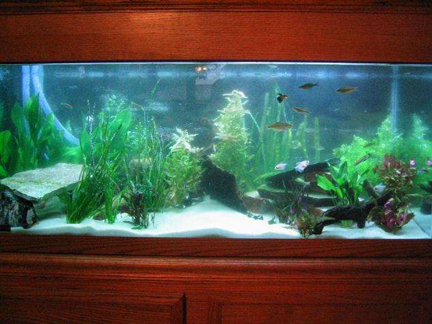 Rated #118: 75 Gallons Planted Tank - 75g recently aquascaped tank!