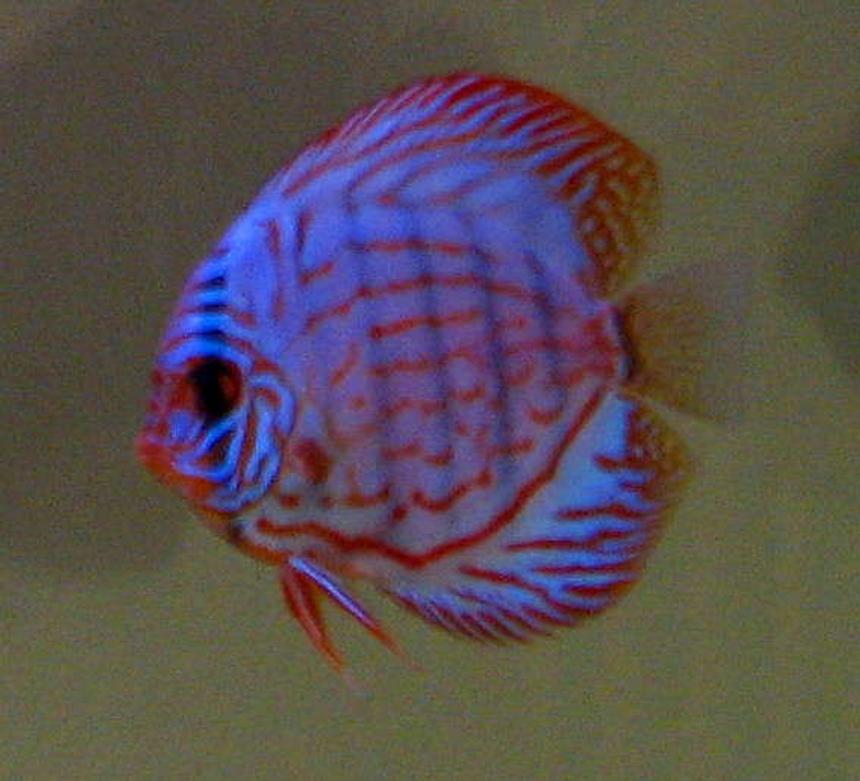 Rated #89: Freshwater Fish - Symphysodon Spp. - Snakeskin Discus Stocking In 130 Gallons Tank - Discus