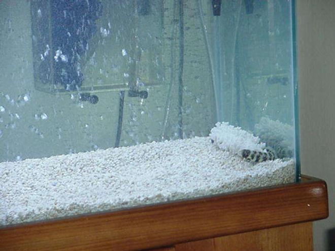 saltwater fish - echidna nebulosa - snowflake eel stocking in 90 gallons tank - My Cycle EEL Came out same tank in the pet Shop. Using them for the cycle.Falling in love with them will hate to get ride of them after they done there work! But they too mean.