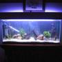 55 gallons freshwater fish tank (mostly fish and non-living decorations) - my tank