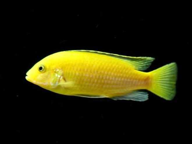 freshwater fish - labidochromis caeruleus - electric yellow cichlid stocking in 50 gallons tank - Labidochromis Caeruleus