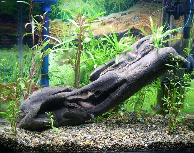 40 gallons planted tank (mostly live plants and fish) - aqua one 380, 40 ltr