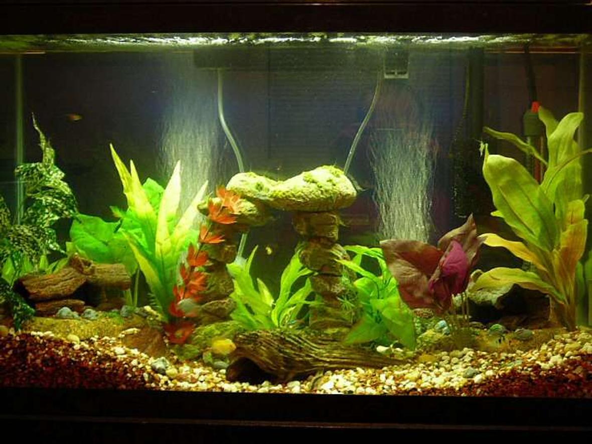 29 gallons freshwater fish tank (mostly fish and non-living decorations) - 29 gallon low brackish tank