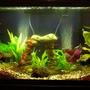 29 gallons freshwater fish tank (mostly fish and non-living decorations) - 29 gallon low brackish tank