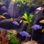 freshwater fish - pseudotropheus acei - acei cichlid stocking in 45 gallons tank - A group of my malawi's on a tea break