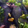 freshwater fish - pseudotropheus acei - acei cichlid stocking in 45 gallons tank - A family outing,