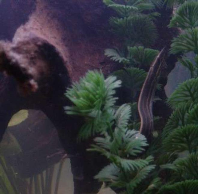 freshwater fish - mastacembelus erythrotaenia - fire eel stocking in 90 gallons tank - Buddy, our Fire Eel.