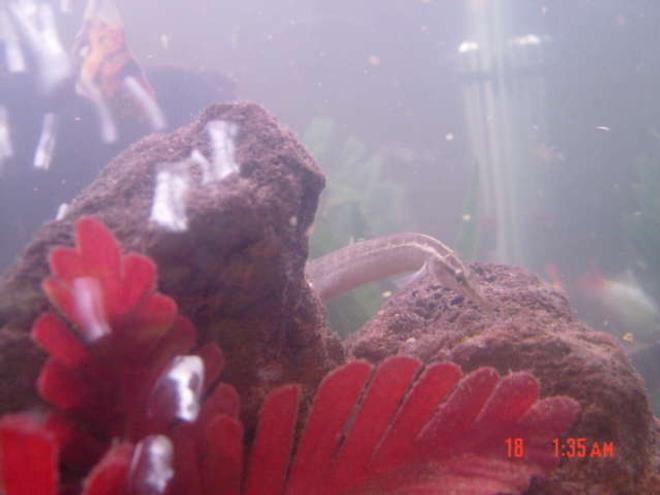 freshwater fish - mastacembelus pancalus - zig zag yellow tail eel stocking in 90 gallons tank - Felix.