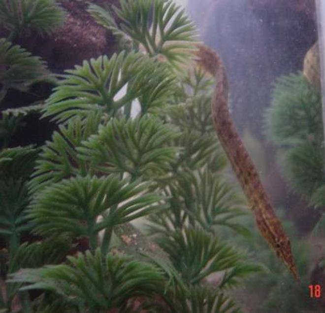 freshwater fish - mastacembelus pancalus - zig zag yellow tail eel stocking in 90 gallons tank - Felix, our Yellow Tail Eel.