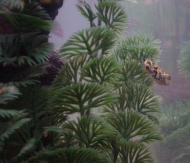 freshwater fish - carinotetraodon travancoricus - indian dwarf puffer stocking in 90 gallons tank - Nibb, our Dwarf Puffer.