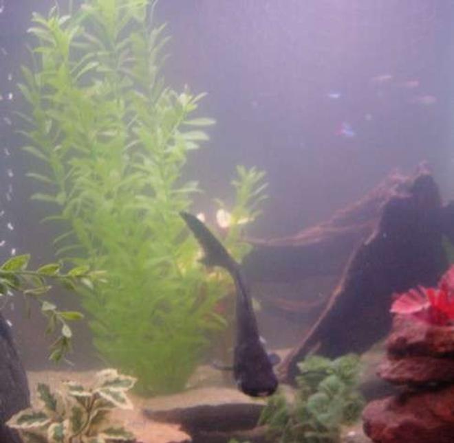 freshwater fish - pangasius hypophthalmus - iridescent shark stocking in 90 gallons tank - Rufio, our 9" Irredescent Shark that we rescued from a friends 35 gallon tank.
