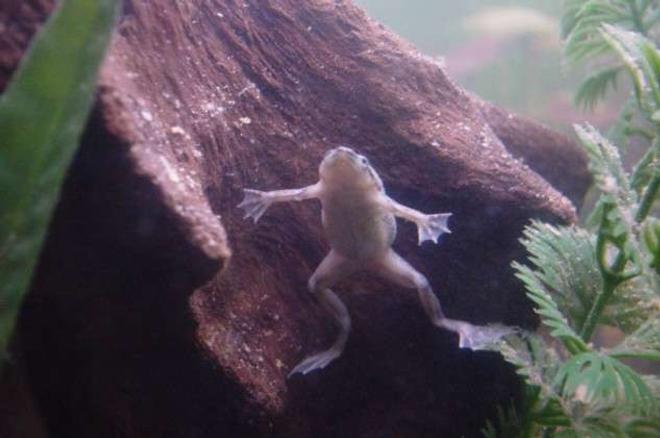 corals inverts - hymenochirus boettgeri - african dwarf frog stocking in 90 gallons tank - James Dean, 1 of our 3 African Dwarf Frogs.