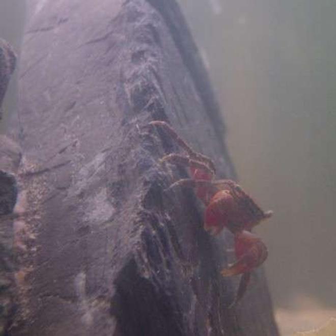 corals inverts stocking in 90 gallons tank - "Where's my money biatch! Hey! I'm talkin' to you!"