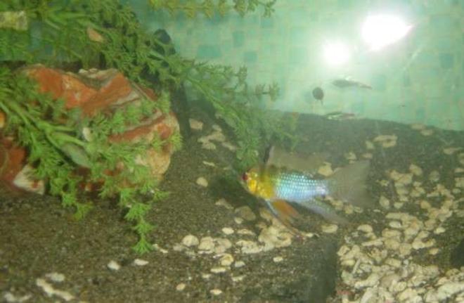 freshwater fish - papiliochromis ramirezi - german blue ram stocking in 90 gallons tank - Ramathorn our German Blue Ram.