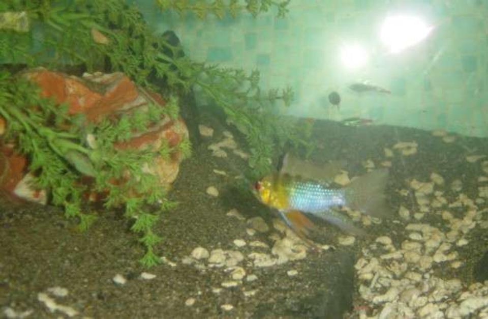 freshwater fish - papiliochromis ramirezi - german blue ram stocking in 90 gallons tank - Ramathorn our German Blue Ram.
