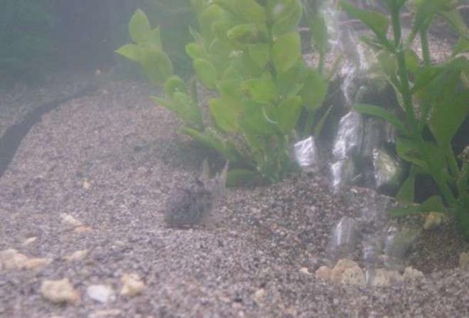 freshwater fish - corydoras elegans - elegans cory cat stocking in 90 gallons tank - Can you find Cory?