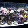 72 gallons reef tank (mostly live coral and fish) - Makes you wonder why there is something rather than nothing.