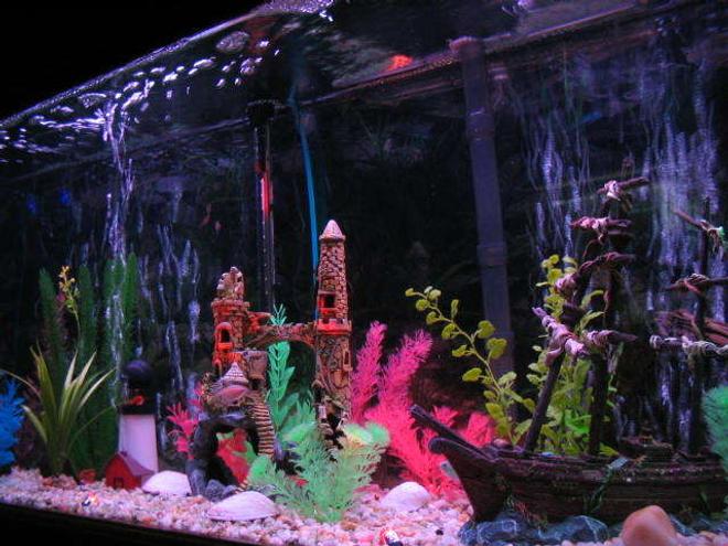 55 gallons freshwater fish tank (mostly fish and non-living decorations) - sunken ship