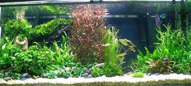 258 gallons planted tank (mostly live plants and fish) - My aquarium.