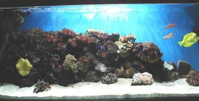 reef tank (mostly live coral and fish) - Marine 48x15x20 with a 14x14x12 sump. With a custom built pine stand. 
Yellow tang, scopas tang, clown tang, maroon clown, coral beauty, 3 cleaner shrimp, boxer shrimp, long nose hawkfish, lots of corals and enenomies. 
 A fluval 204 and an ehiem pro wet and dry. Amiracle skimmer ehiem 1060 return from sump and 2 powerheads for flow. sand bed. An arcadia 150w metal halide with 2 blue tubes. Also just fitted an 8w uv. The tank is doing well and i do a 6gal water change with ro water every week.